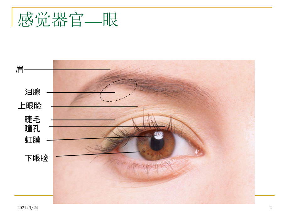 学前感觉器官的解剖特点及保育要点课件.ppt_第2页