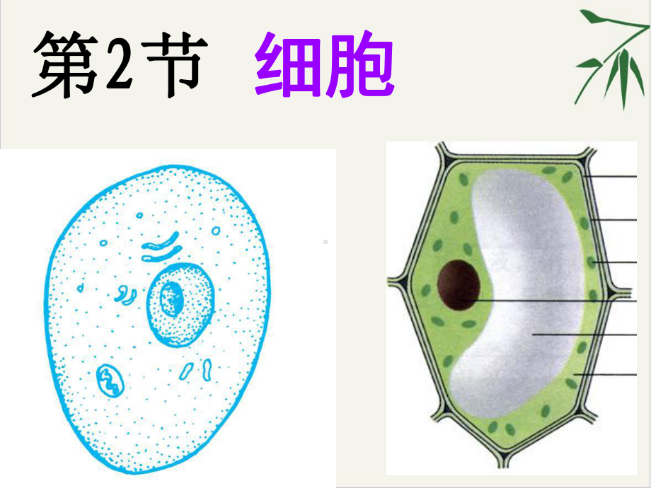 浙教版《细胞》公开课课件4.ppt_第1页