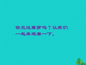 江苏省海安县大公镇初级中学八年级语文下册5《紫藤萝瀑布》课课件.ppt