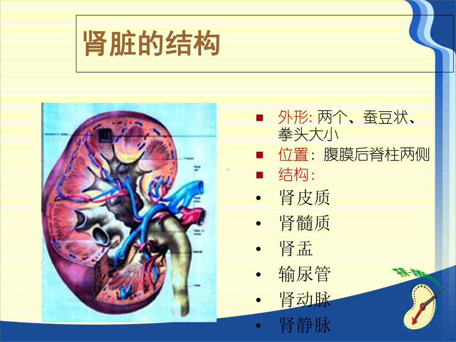 慢性肾脏病的营养治疗完整版课件.ppt_第3页