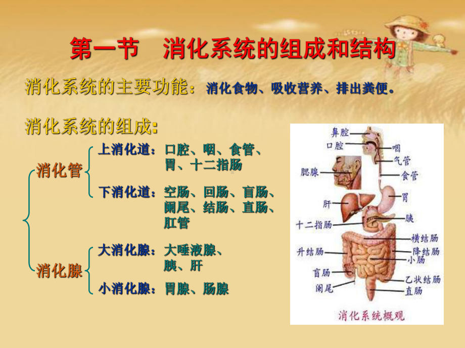 消化系统的结构与功能最全课件.ppt_第2页