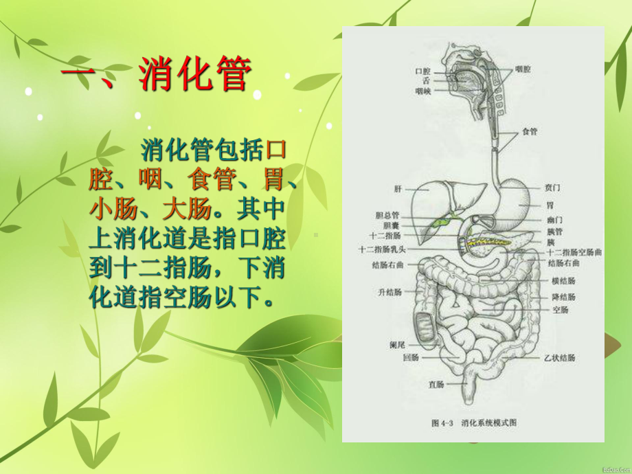 消化系统的结构与功能最全课件.ppt_第3页