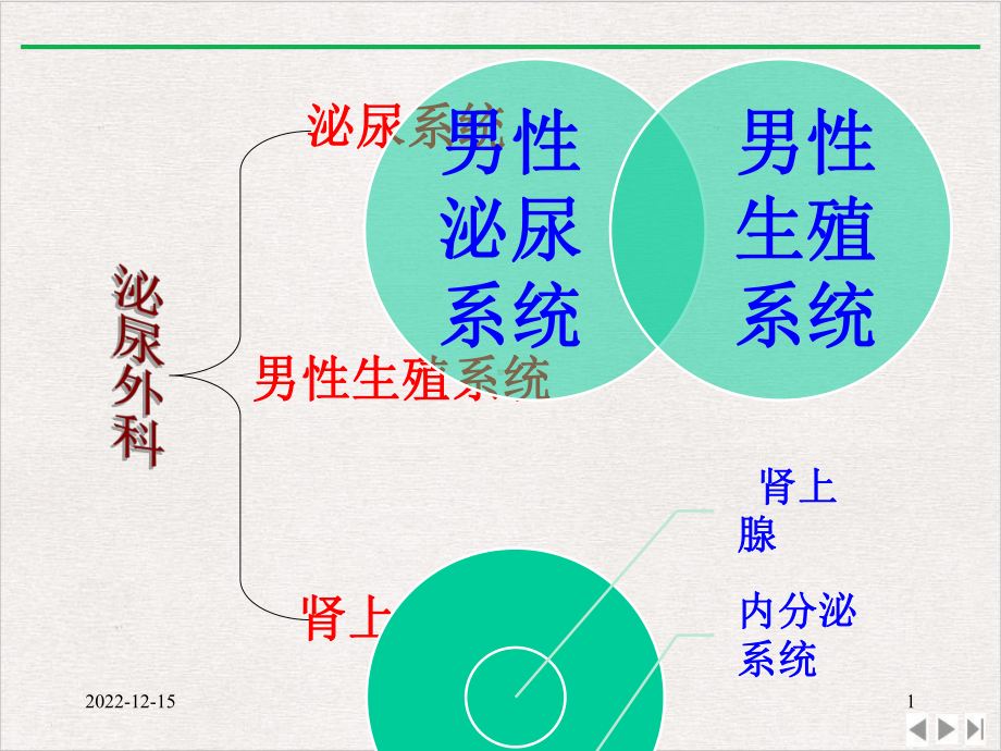 泌尿外科解剖学精选课件.pptx_第1页