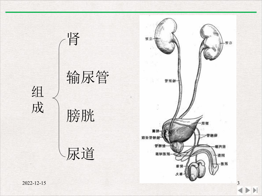 泌尿外科解剖学精选课件.pptx_第3页