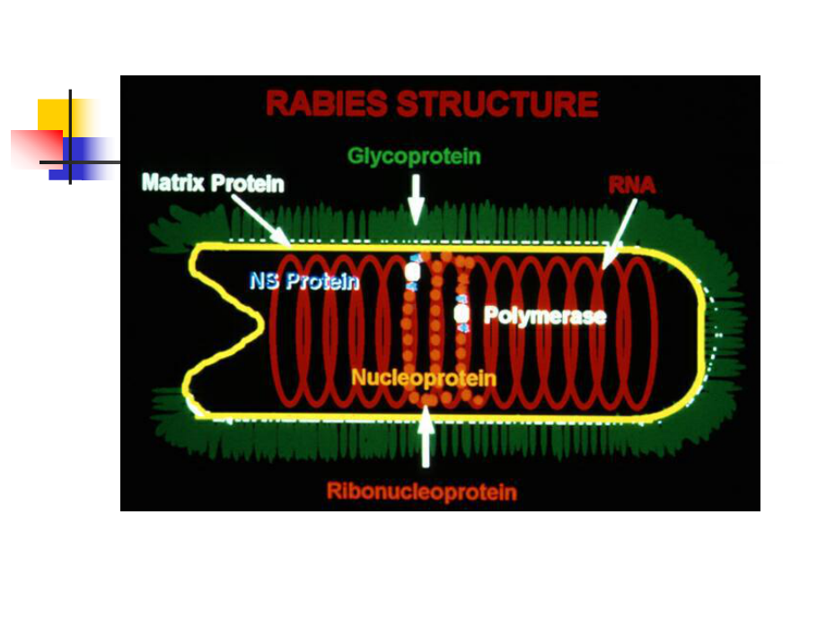（医学课件大全）-狂犬病毒.ppt_第3页