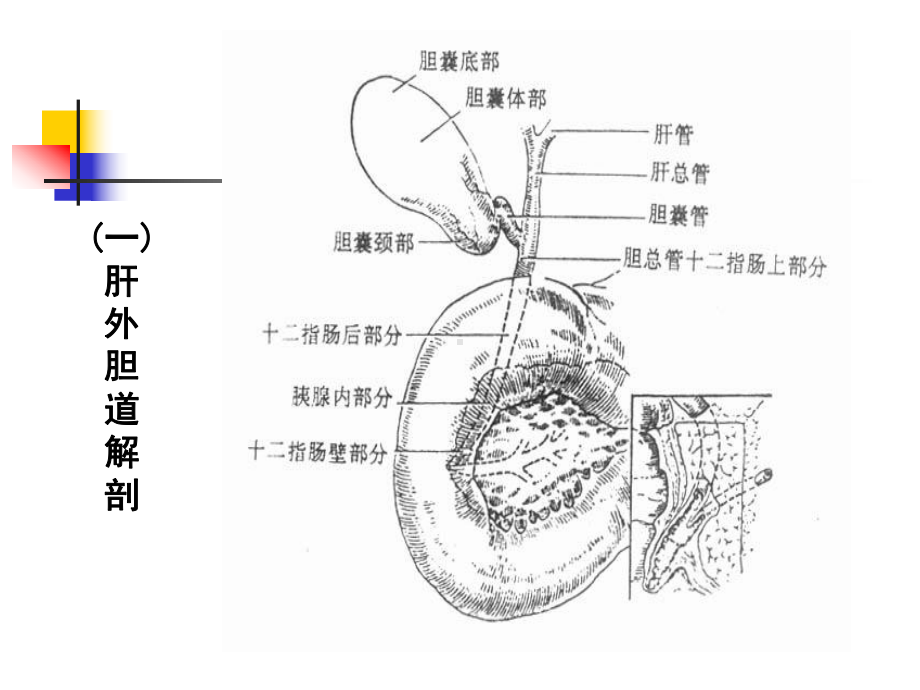 急性胆囊炎、胆囊结石课件.ppt_第3页