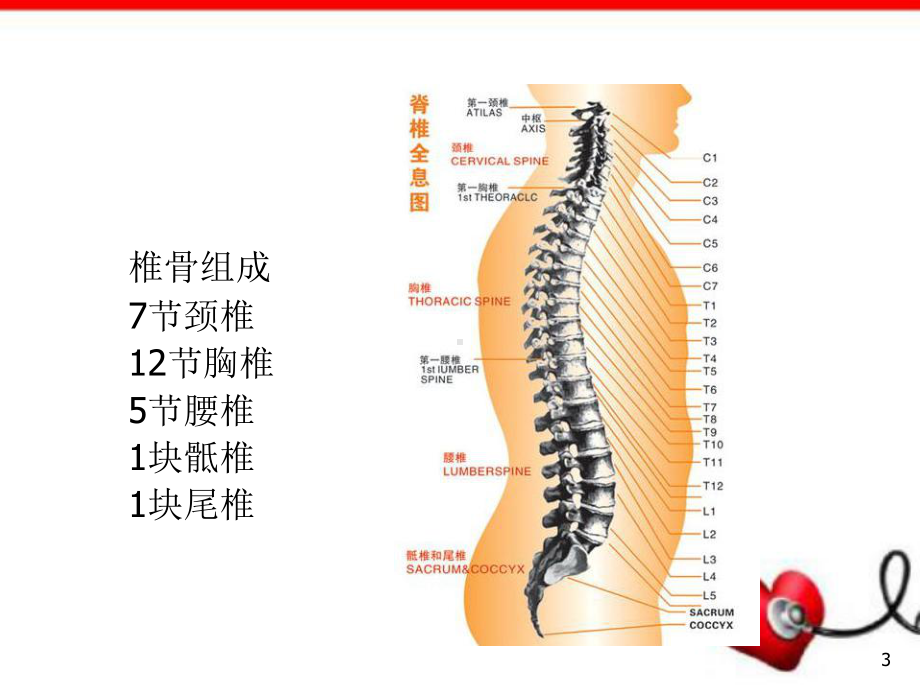 截瘫病人的护理教学课件.ppt_第3页