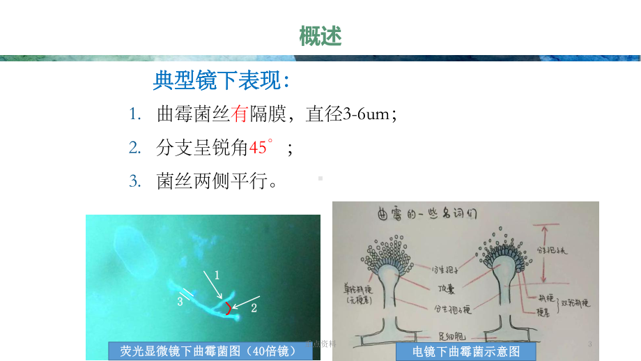 常见曲霉菌简介[材料浅析]课件.ppt_第3页