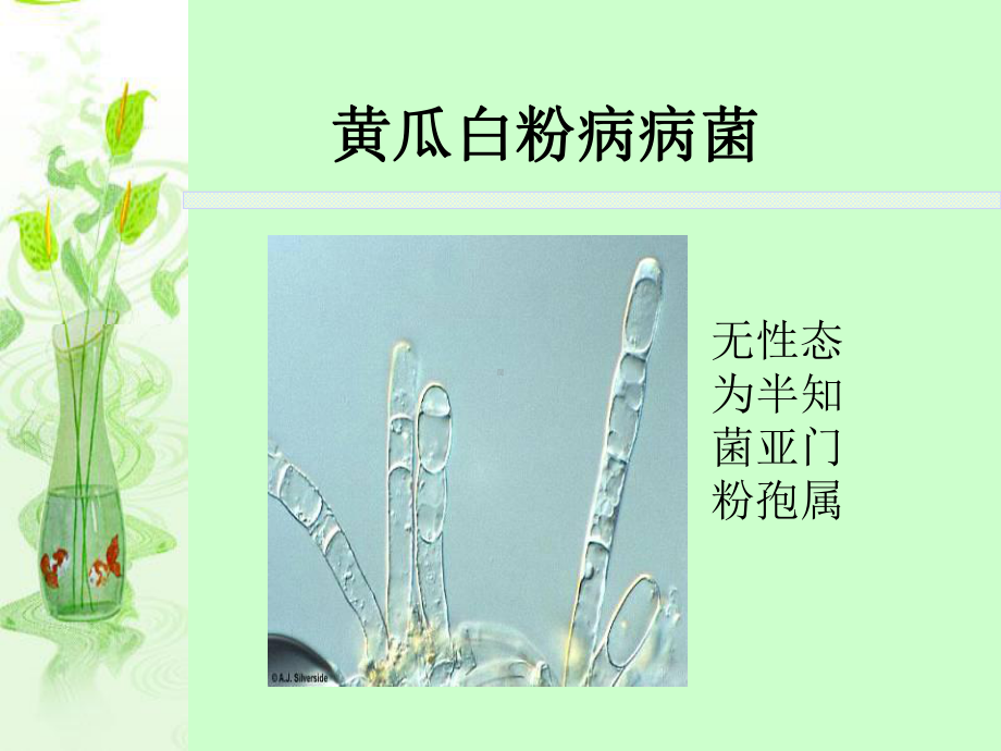 瓜类白粉病-农业植物病理学-课件.ppt_第3页