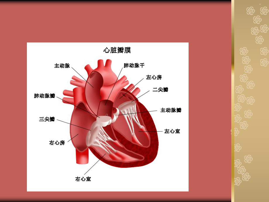 心脏瓣膜置换术后护理课件.ppt_第3页