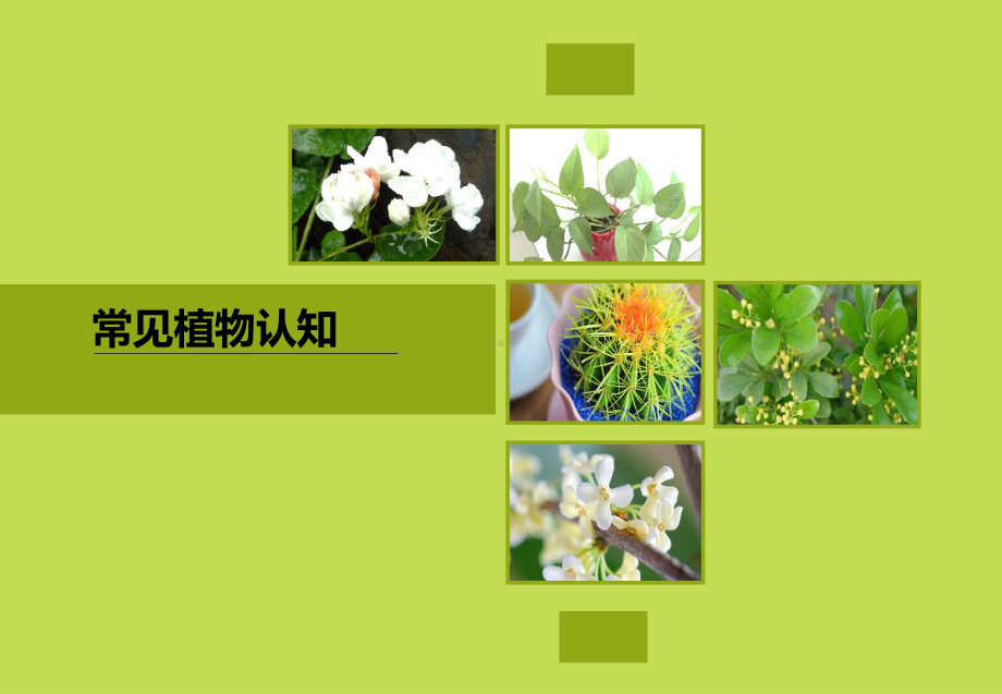 常见植物认知课件.ppt_第1页