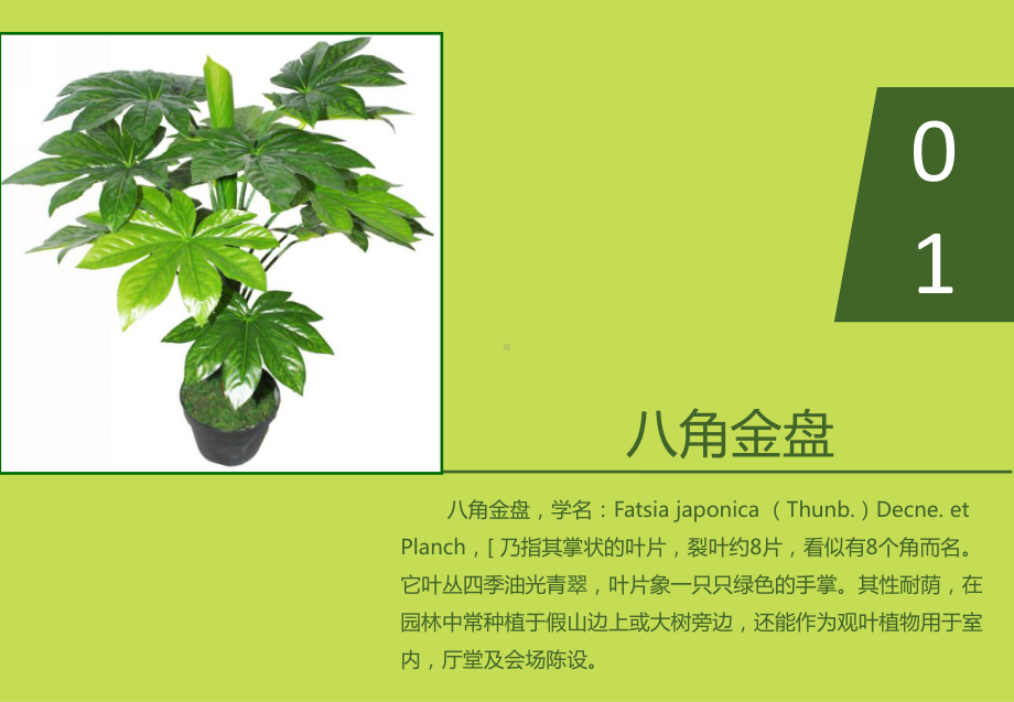 常见植物认知课件.ppt_第2页