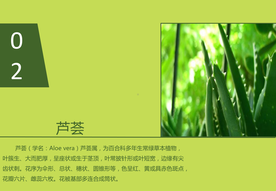 常见植物认知课件.ppt_第3页