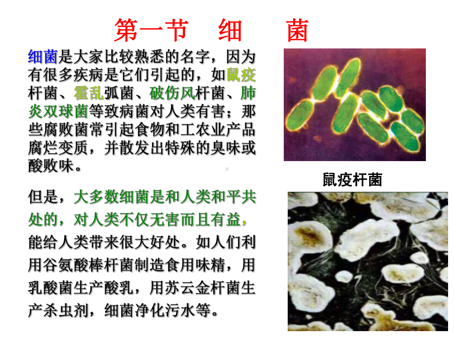 环境微生物学第2章-原核微生物课件.ppt_第2页