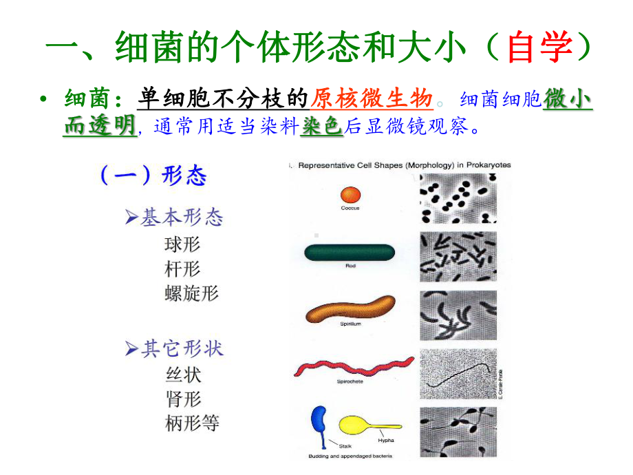 环境微生物学第2章-原核微生物课件.ppt_第3页