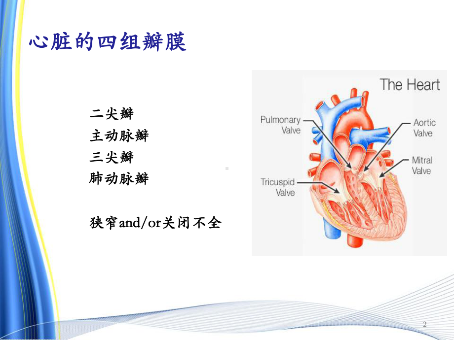 新版心脏瓣膜病的麻醉课件.pptx_第2页