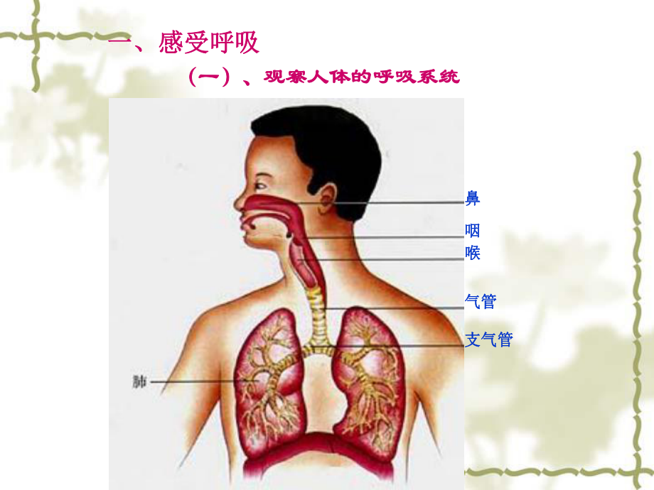第2节人体的呼吸公开课课件.ppt_第2页