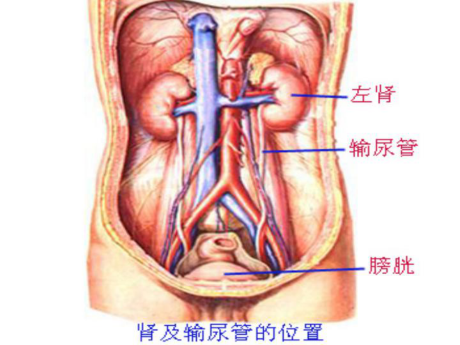 导管相关尿路感染-CARF认证修课件.ppt_第3页