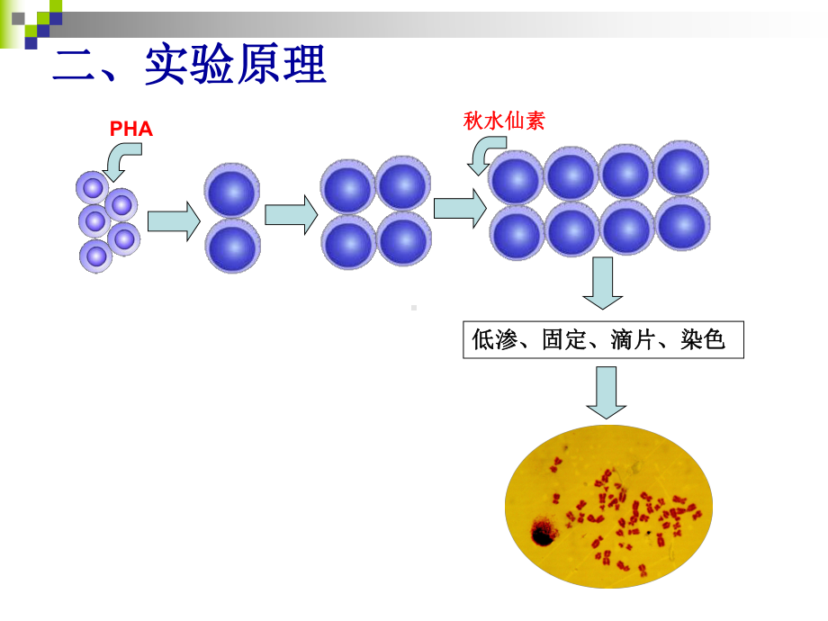 动物遗传学实验课件.ppt_第3页