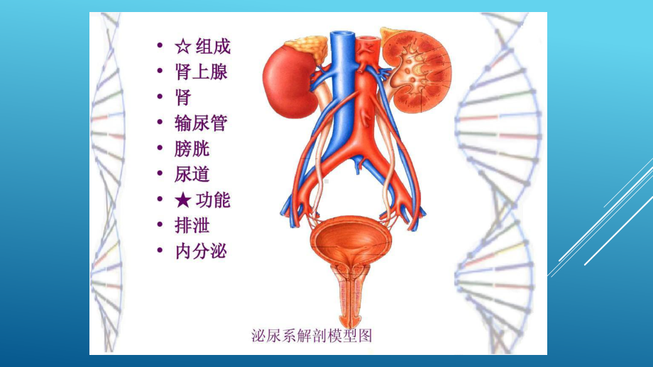 泌尿科麻醉课件.pptx_第2页