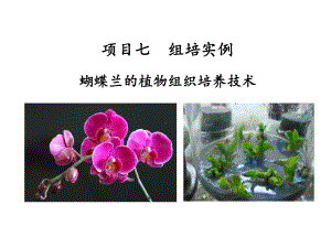 植物组织培养项目七-蝴蝶兰的组培技术课件.ppt