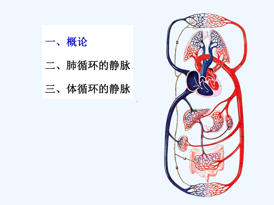 系统解剖学静脉课件.ppt_第1页