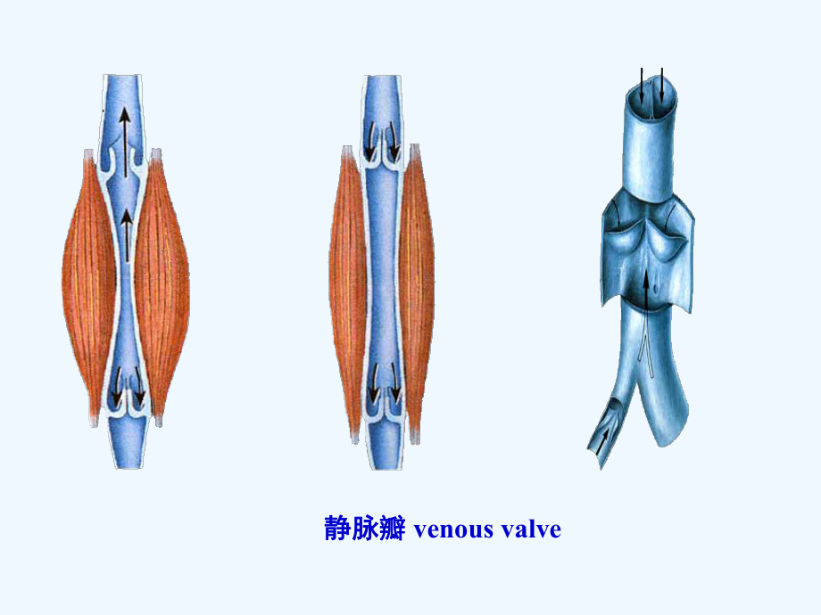系统解剖学静脉课件.ppt_第3页