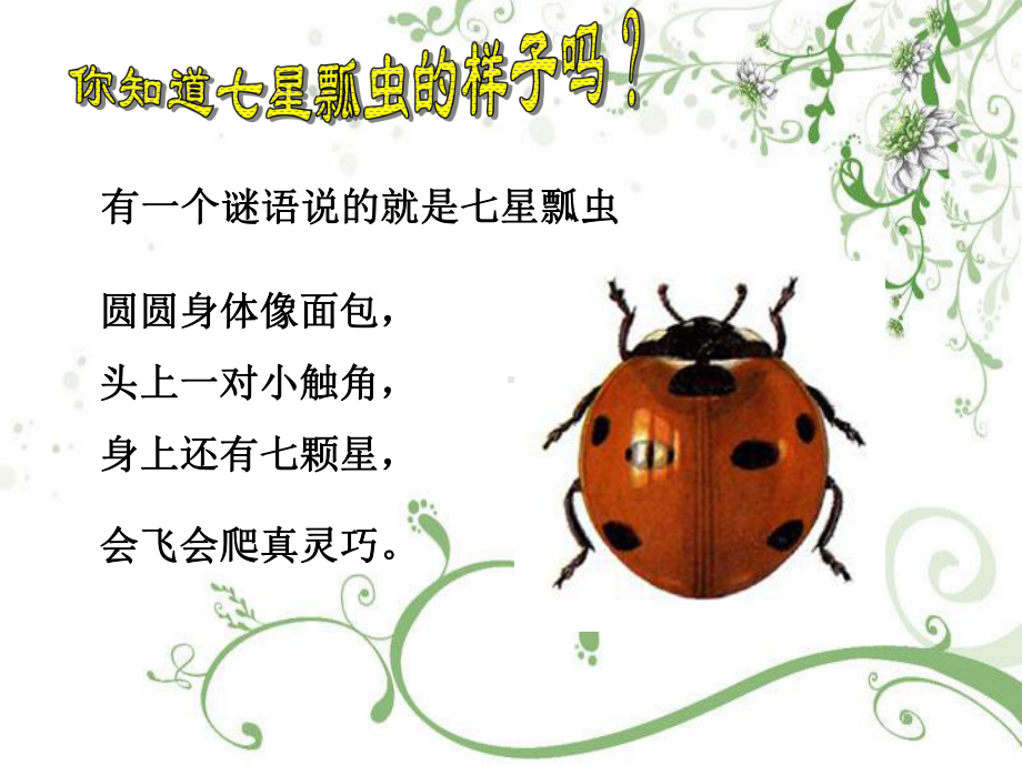 漂亮的七星瓢虫课件.ppt_第2页