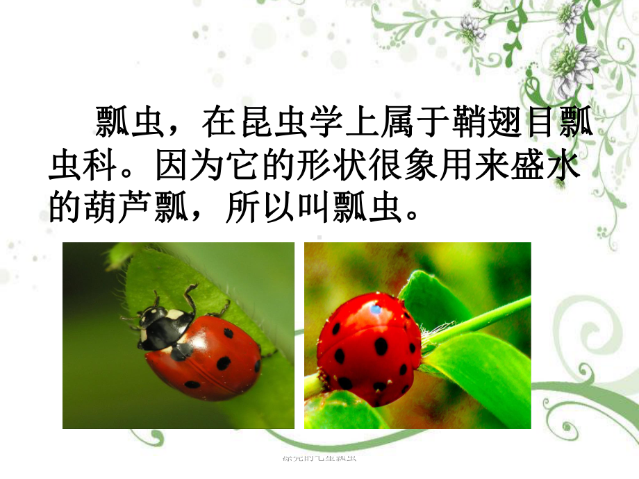 漂亮的七星瓢虫课件.ppt_第3页