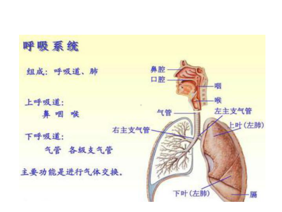 医学课件-呼吸衰竭-最新教学课件.ppt_第2页