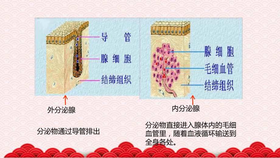 七年级下册生物课件-351人体的激素调节课件济南版.ppt_第3页