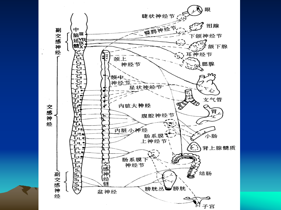 第四章-传出神经系统药课件.ppt_第2页