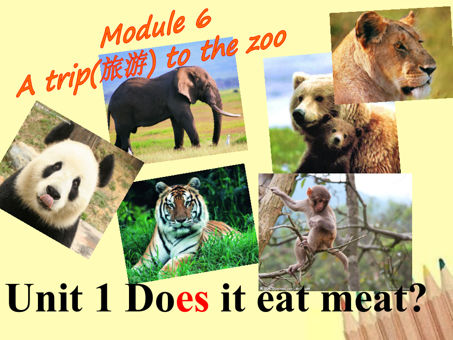 外研版七年-Module-6-Unit1-Does-it-eat-meat-课件.pptx（纯ppt,可能不含音视频素材）_第1页