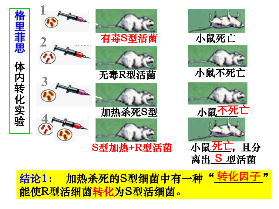 噬菌体侵染细菌的实验-公开课(优质课比赛)课件.ppt_第2页