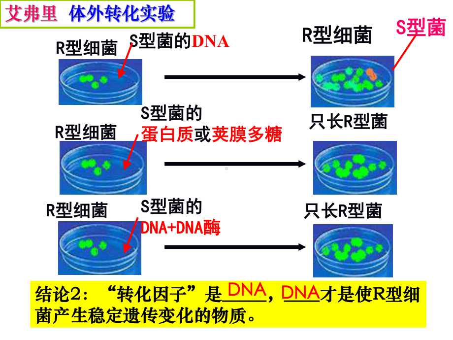 噬菌体侵染细菌的实验-公开课(优质课比赛)课件.ppt_第3页