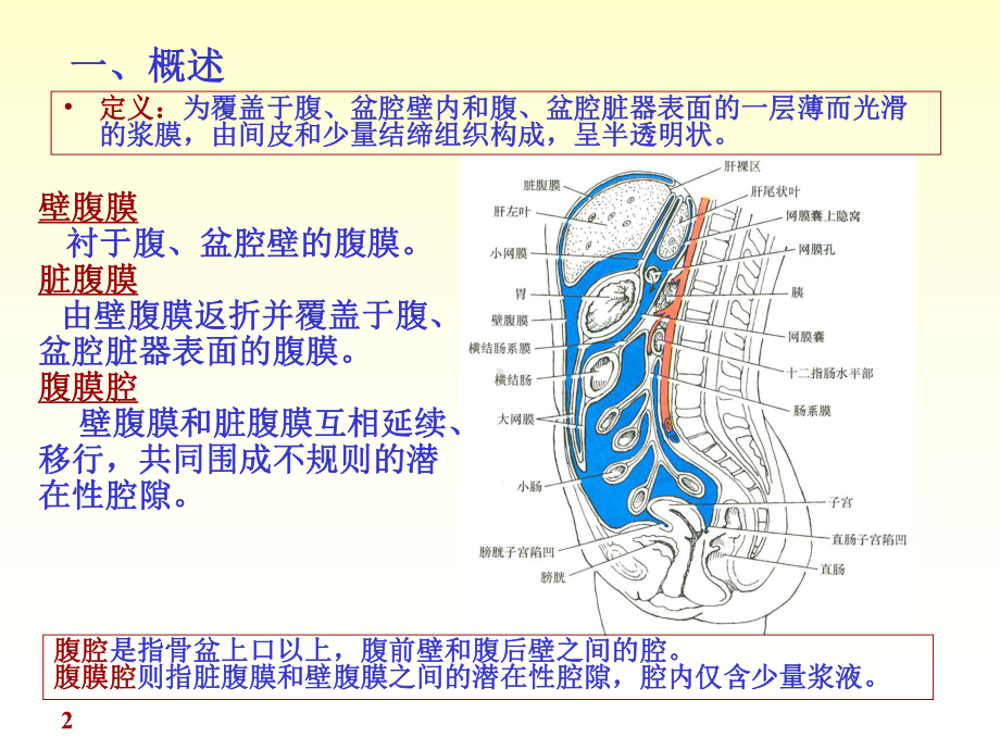 系统解剖学腹膜讲述课件.ppt_第2页