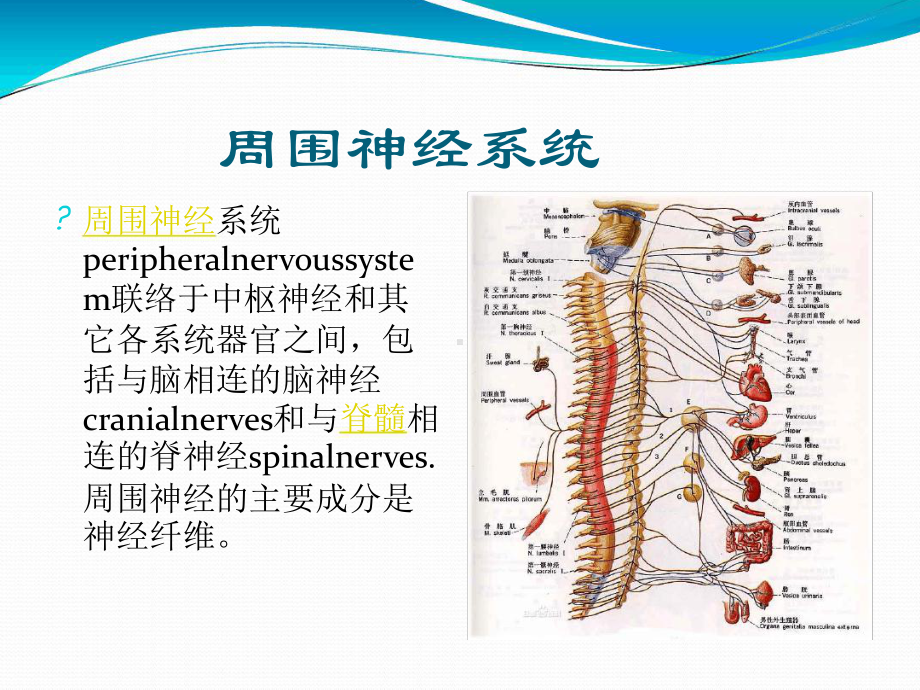 中枢性面瘫与周围性面瘫的区别分解课件.ppt_第3页