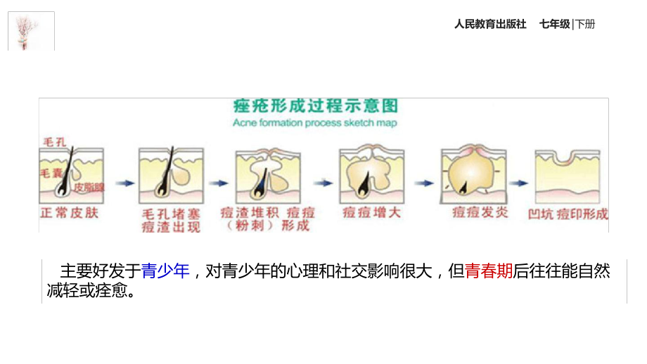 七年级下册生物课件-413青春期课件2人教版.ppt_第3页