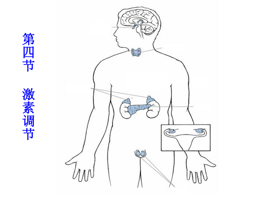 第六章第四节激素调节1课件.ppt_第2页