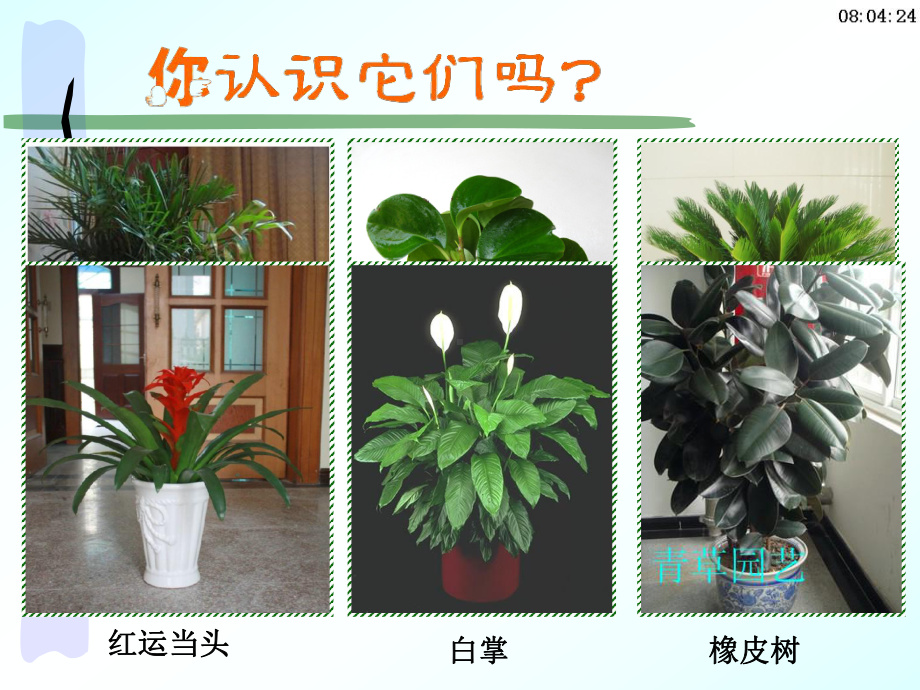 第三节-植物体的结构层次课件.ppt_第3页