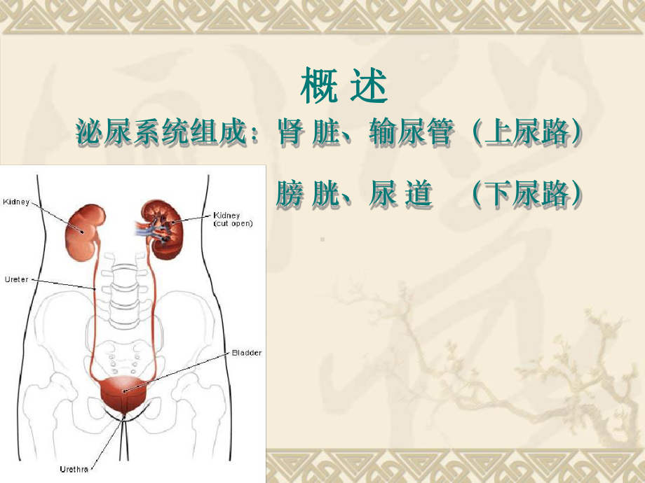 泌尿与男性生殖系统疾病护理课件.ppt_第2页