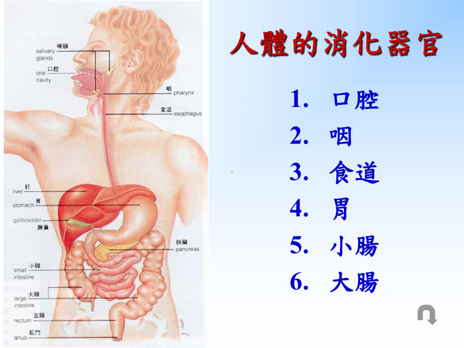 甘油核酸胰核酸酶核苷酸核苷酸肠核苷酸酶含氮盐基课件.ppt_第2页