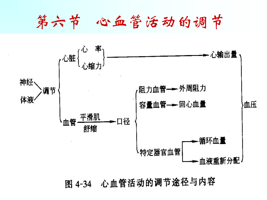 第四章血液循环第三节心血管活动的调解课件.ppt_第1页