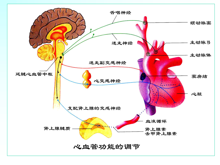 第四章血液循环第三节心血管活动的调解课件.ppt_第3页