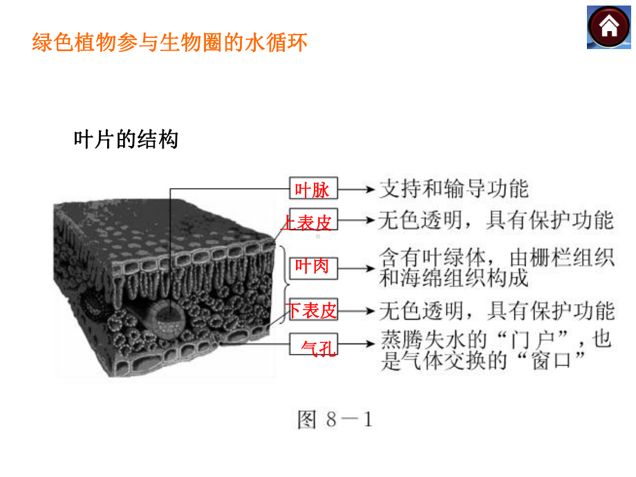 绿色植物的光合作用和呼吸作用作用专题复习课件培训资料.ppt_第2页