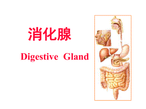 医学专业课件消化腺.ppt