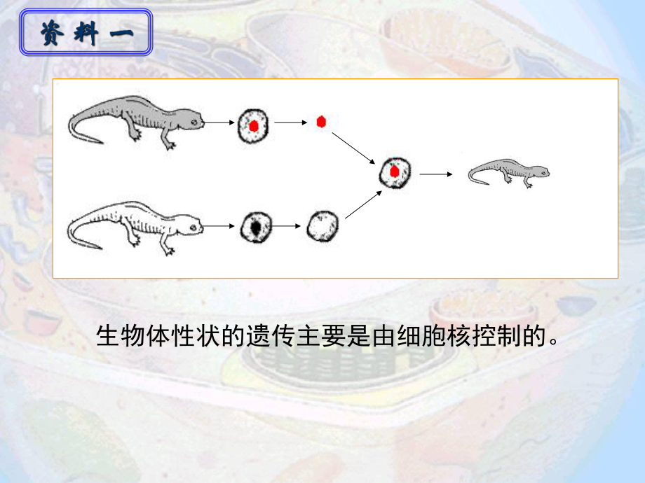 细胞核和生物膜课件.ppt_第2页