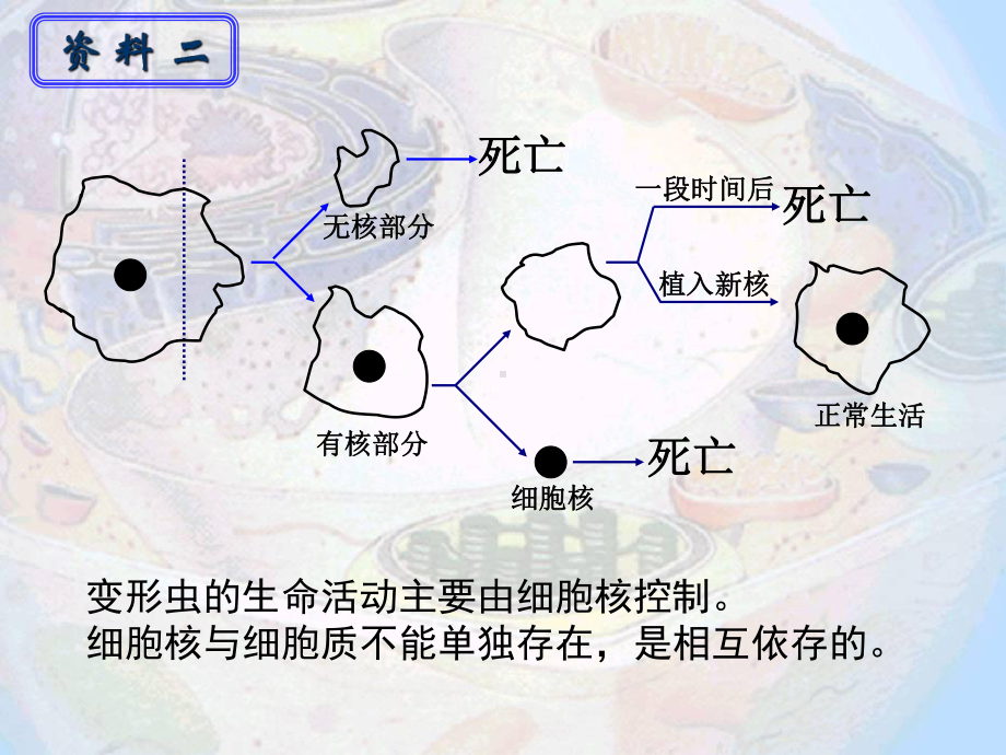 细胞核和生物膜课件.ppt_第3页