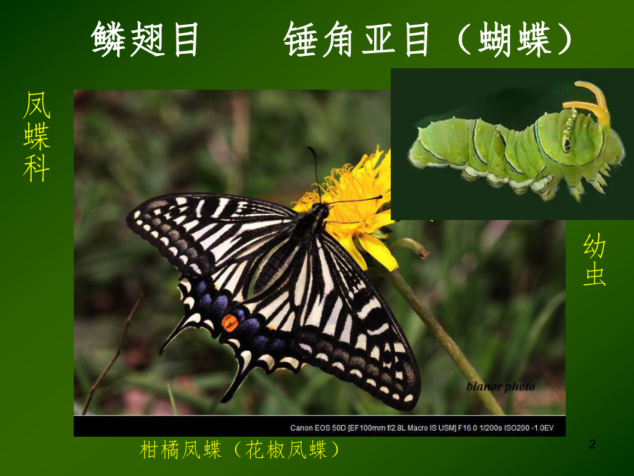 我们身边的昆虫-蝴蝶课件.ppt_第2页