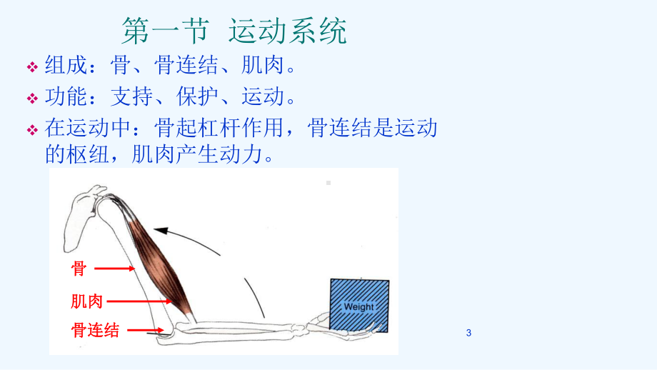 牛(羊)解剖生理第一节运动系统课件.ppt_第3页